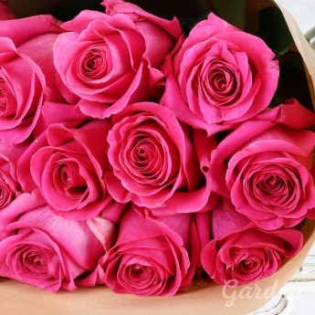 15 ярко-розовых роз в крафте